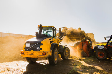 Side view of a yellow wheel loader transferring silage into a feed mixer in a rural farm setting. Dust rises in the air under bright sunlight during daily livestock feeding operations.