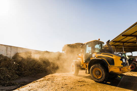 Side view of a yellow wheel loader transferring silage into a feed mixer in a rural farm setting. Dust rises in the air under bright sunlight during daily livestock feeding operations.