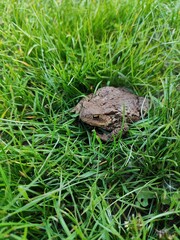 Fototapeta premium Close-up photo of a large frog in green grass.