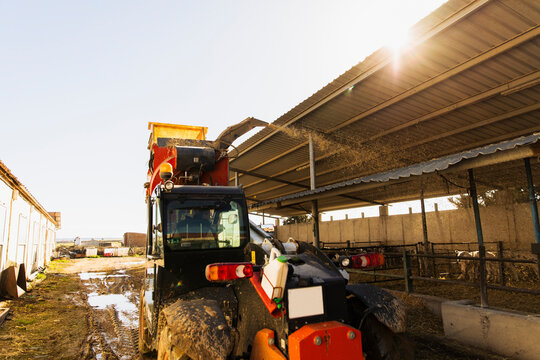 Agricultural telehandler unloading silage into a feeding system beside dairy cows inside an open barn. Active livestock feeding operation in a rural environment.