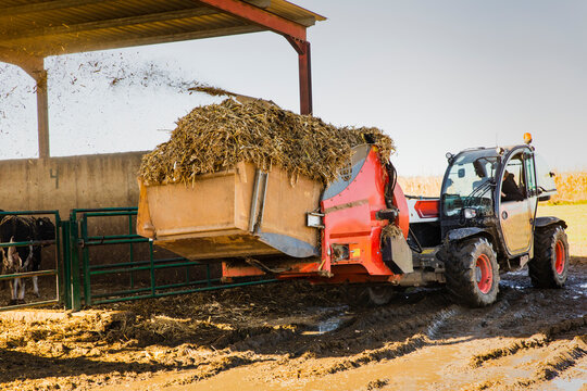 Agricultural telehandler unloading silage into a feeding system beside dairy cows inside an open barn. Active livestock feeding operation in a rural environment.