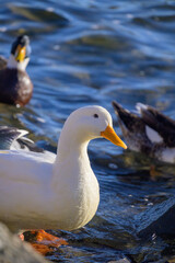 White duck swimming on pond with blurred ducks in background