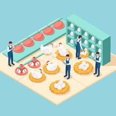 Farmers Collecting Eggs from Chicken Coop. © Anak