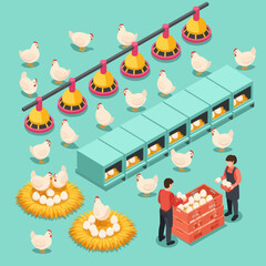 Farmers Collecting Eggs from Chicken Coop. © Anak