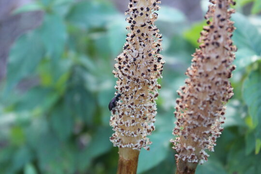 Macro of Darkling Beetle (Ecnolagria tomentosa) on Field Horsetail Fertile Stems