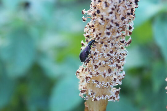 Macro of Darkling Beetle (Ecnolagria tomentosa) on Field Horsetail Fertile Stems