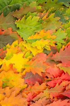 autumn oak leaves in gentle color gradient background