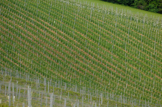 View of orderly rows of vines march across the verdant hillside, promising a future harvest under the Croatian sun, Kumrovec, Krapina-Zagorje County, Croatia.