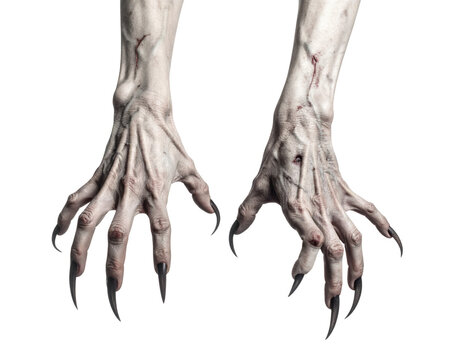 A pair of white skeletal hands with long fingers isolated on transparent background