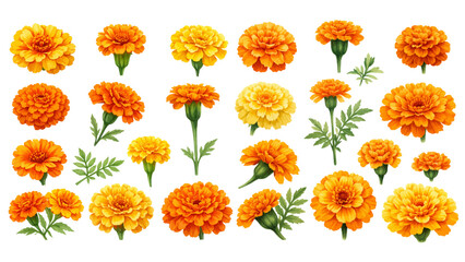 A charming watercolor collection of golden marigolds, including bright orange and yellow blooms, budding flowers, leafy stems, and detailed floral variations.