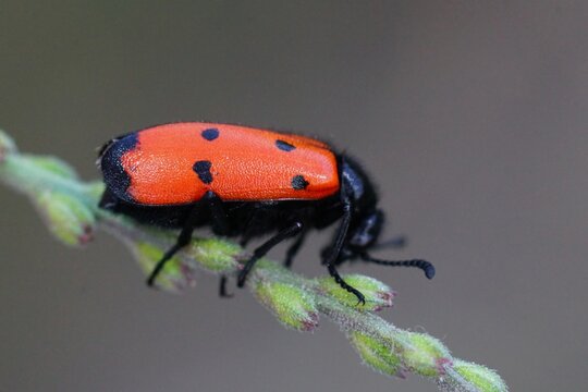 Closeup on a colorful four-dotted blister beetle , Mylabris quadripunctata