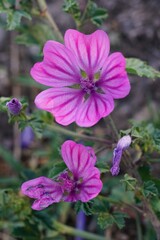 Fototapeta premium Mallow Bloom: A Close-Up Look at Nature's Delicate Beauty in Springtime Garden