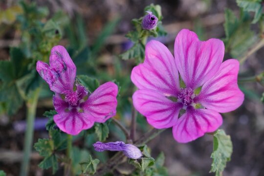 Mallow Bloom: A Close-Up Look at Nature's Delicate Beauty in Springtime Garden