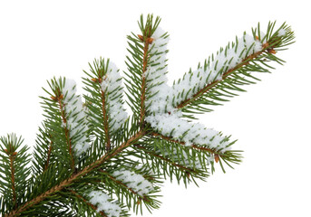 Close up of a snow dusted evergreen fir tree branch isolated on transparent background