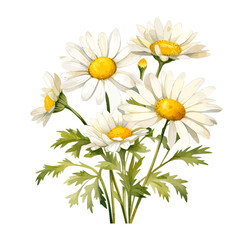 Fototapeta premium Watercolor White Daisy Bouquet Clipart, Hand-Painted Chamomile Floral Arrangement isolated on White Background