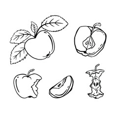 Apple sketch set vector line monochrome collection