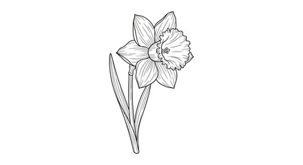 Hand Drawn Daffodil Flower Sketch, Black and White Line Art Illustration