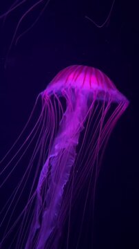 jelly fish in the water