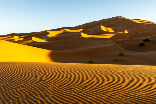 Sand dunes with golden light and rippled sand patterns under a clear blue sky. Mezouga,Sahara desert,Morocco