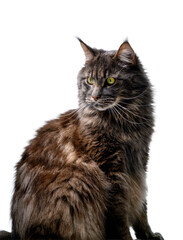 Fototapeta premium Majestic Maine Coon Cat Sitting on White Background