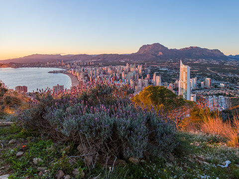 View of lavender bushes and wildflowers in the foreground frame the city skyline against a dramatic sunset, Benidorm, Valencian Community, Spain.