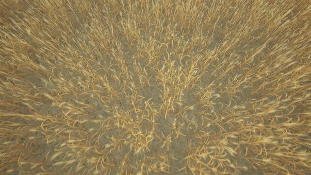 Flying over a wheat field - from the top view to the landscape. Golden wheat field from a bird's eye view. A wheat field under a blue sky.