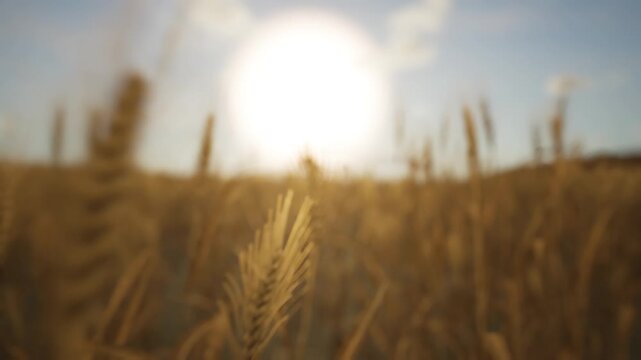 Ears of wheat on the background of the sun. Golden wheat in the sunset. Ripe wheat in the wind, the sun and the blue sky.