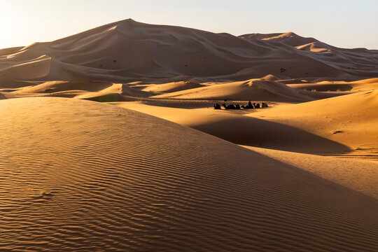 Golden sand dunes with a camel caravan in the distance under a clear sky. Mezouga,Sahara desert,Morocco