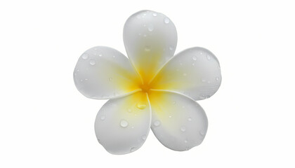 Fototapeta premium Elegant White Plumeria Flower with Dew Drops on White Background.