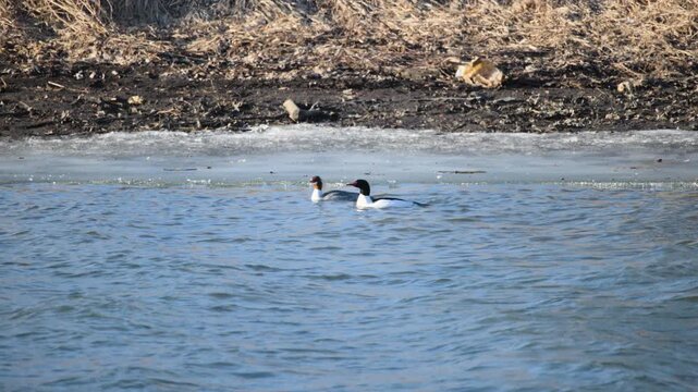 Common Merganser (Mergus merganser) Male-Female Duo on Choppy Water