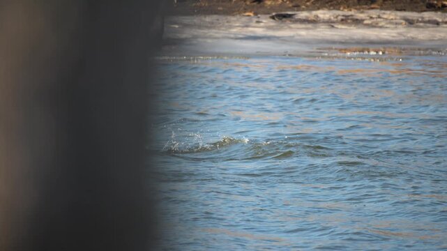 Common Merganser (Mergus merganser) Group Taking Off from River Surface