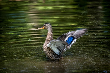 A female mallard duck, Anas platyrhynchos standing in a river and spreading its wings wide,...