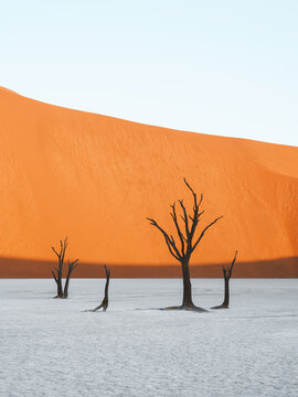 View of stark, skeletal trees clawing at the sky against a colossal, fiery orange dune, a timeless tableau of resilience and desolation, Sossusvlei, Hardap Region, Namibia.
