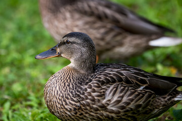 A detailed profile portrait of a female mallard duck, Anas platyrhynchos resting peacefully on a lush green lawn.  © Gints