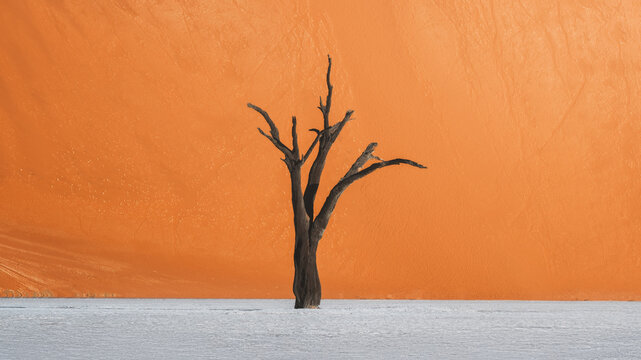 View of a solitary, skeletal tree standing starkly against the vibrant orange dune, a testament to time in the arid landscape, Sossusvlei, Hardap Region, Namibia.