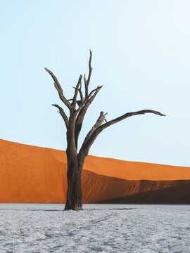 View of a stark, dead tree standing alone against a backdrop of fiery orange dunes and an expanse of cracked white earth, Sossusvlei, Hardap Region, Namibia.