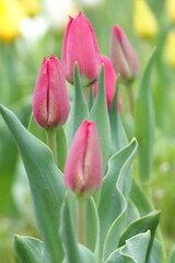 植物　花　夕方　畑　風景