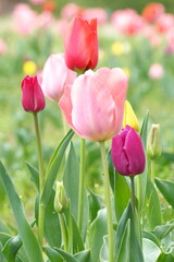 植物　花　夕方　畑　風景