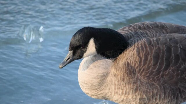 Close Up of Canada Goose (Branta canadensis) on Icy Riverbank in Slow Motion