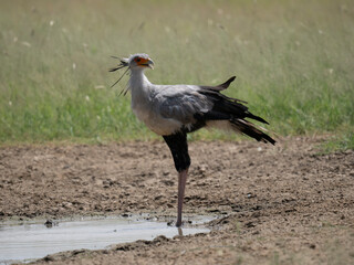 Sekret&auml;r, Sagittarius serpentarius