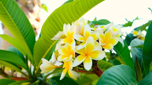 Plumeria flowers bloom beautifully. Selective focus.