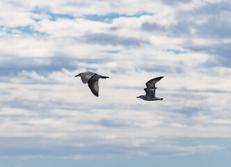Fototapeta premium Two birds flying in the sky