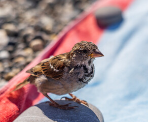 A small bird is sitting on a rock