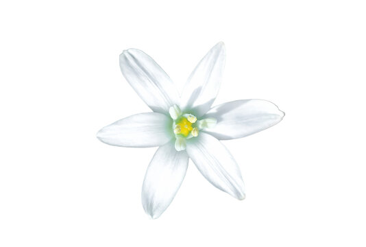 Garden star of Bethlehem flower isolated on transparent background