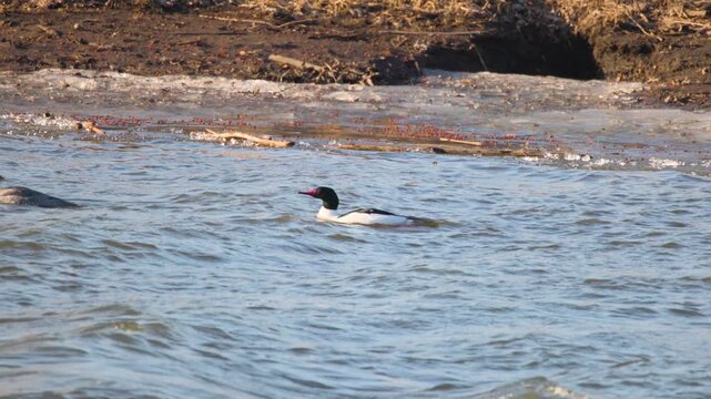 Common Merganser (Mergus merganser) Bobbing in Windy Des Plaines River Slow Motion Video