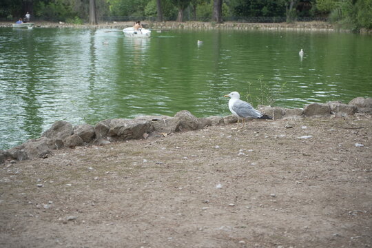 Seagull standing near a pond inside Villa Borghese in Rome, Italy. The bird is captured in a calm urban park setting with natural light and soft surroundings, ideal for wildlife, nature, and travel th