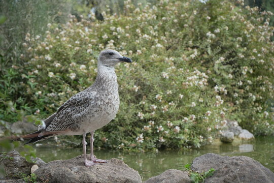 Gray duck near the pond in Rome, Italy. 