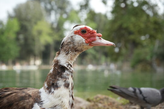 Close-up view of a white Muscovy duck in Villa Borghese, Rome, Italy. The details of its feathers, beak, and eyes are highlighted in a calm pond environment, ideal for wildlife, nature, animal portrai