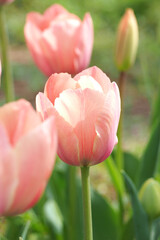 植物　花　夕方　畑　風景