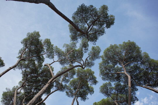 Trees in Rome seen from below, showing trunks, branches, and green foliage, peaceful outdoor environment, nature, urban park, recreational space, travel, landscape view.